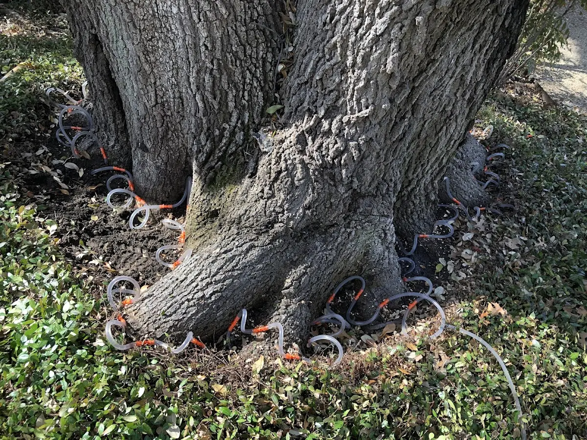 Detailed Tree Cabling and Bracing job site in Warsaw