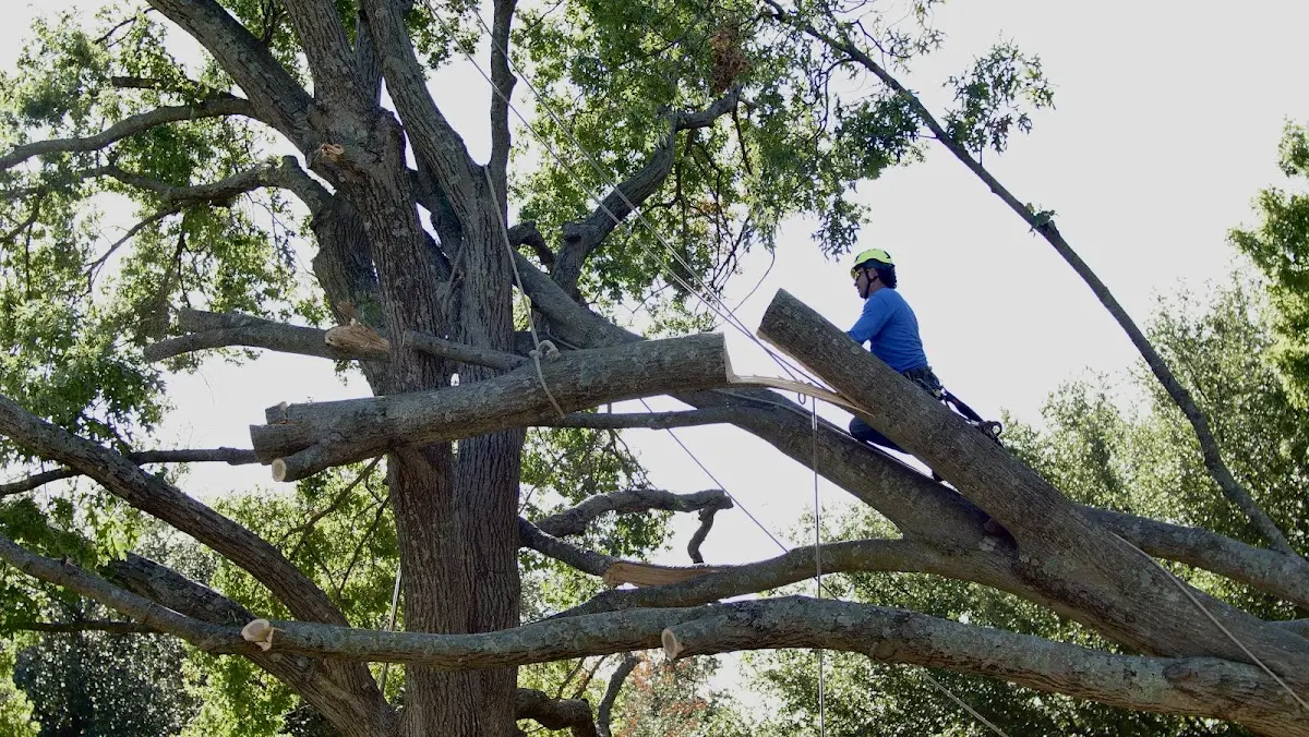 Professional Crown Thinning performed by certified arborists in Warsaw
