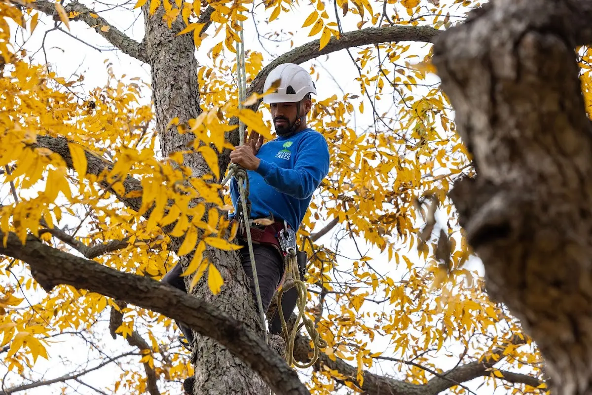 Skilled Tree Trimming crew working in Warsaw